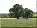 Oaks in the fields