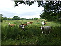 Grazing cattle, Caledon