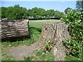 Former tree in Roundwood Park