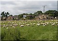 Sheep pasture, Redmire