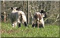 Back end of two lambs, Tristford House