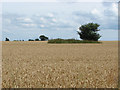 SU8976 : Wheat field near Fifield by Alan Hunt