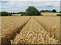 SU8975 : Tramline in the wheat by Alan Hunt