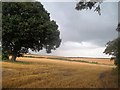 Crop Fields to the North of Whaley Thorns