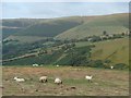 Grazing above the Nant Feinion valley