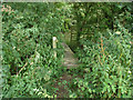 Overgrown footbridge