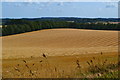 Newly harvested field