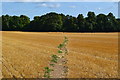 Path through stubble field at Damerham