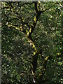 SU3856 : Oak in Faccombe Wood, Hampshire by Edmund Shaw