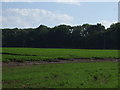 Potato crop and woodland, Littlethorpe