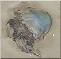 SN6195 : Huge washed-up jellyfish, Aberdyfi by Rob Farrow