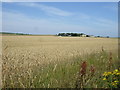 Crop field towards Eastfield Farm