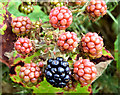 Blackberries, Comber Greenway - August 2014(1)