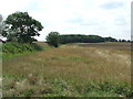 Chediston Wood