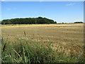 Harvest field near Duffus