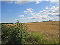 Harvest at Hopeman