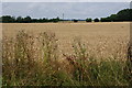 Wheat fields near Eynsham Mill