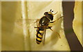 The hoverfly Eupeodes corollae, Rattray, Blairgowrie