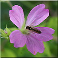 The hoverfly Melanostoma scalare, Wellmeadow, Blairgowrie