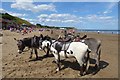 TA0389 : Donkeys on the beach by DS Pugh