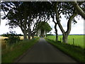 D0333 : Dark Hedges, Bregagh Road by Kenneth  Allen