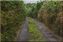 SS3015 : Little used lane near Redmonsford by J.Hannan-Briggs