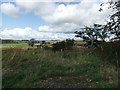 Footpath from the old A66