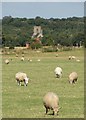 Sheep grazing at Netherthorpe