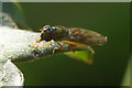 The hoverfly Melanostoma scalare, Melling