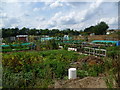 Allotments at Bixley Field