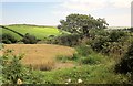 Field boundary near West Redford