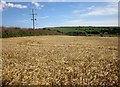 Barley west of South Milton