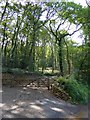 Track into Boro Wood, in the Ashburn valley