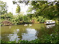 Swans on Royal Military Canal