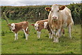 Torridge : Cattle Grazing