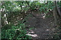 Steps in Ingle Bank Wood