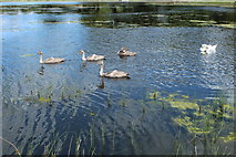 NS8431 : Cygnets at Stable Lake, Douglas by Billy McCrorie