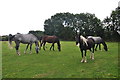 Torridge : Horses Grazing