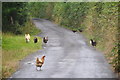 Torridge : Country Lane