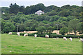 North Devon : Grassy Field & Sheep