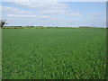 Crop field east of Rowthorne Lane