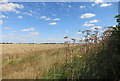 Wheat near Wootton