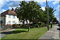 Trees beside Iron Mill Lane