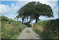 Lane to Ashdown Cross