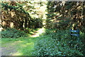 Woodland Path to Carron Linns