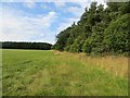 Edge of Gallowhill Wood