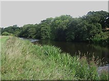 NU2311 : The River Aln west of Lesbury by Graham Robson