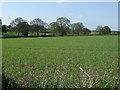 Crop field near Damsbrook Farm