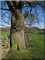 SE2662 : Oak by the Nidderdale Way by Derek Harper