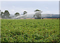 Watering the crops near Yedingham